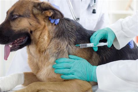 Free Vaccines for Pets: Empowering Pet Owners to Protect their Furry Friends